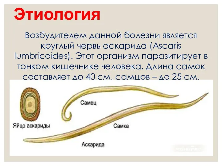 Этиология Возбудителем данной болезни является круглый червь аскарида (Ascaris lumbricoides). Этот организм паразитирует