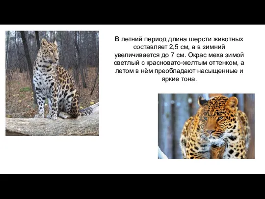 В летний период длина шерсти животных составляет 2,5 см, а в зимний увеличивается