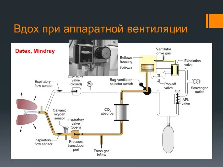 Вдох при аппаратной вентиляции Datex, Mindray