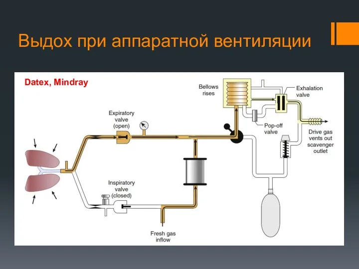 Выдох при аппаратной вентиляции Datex, Mindray