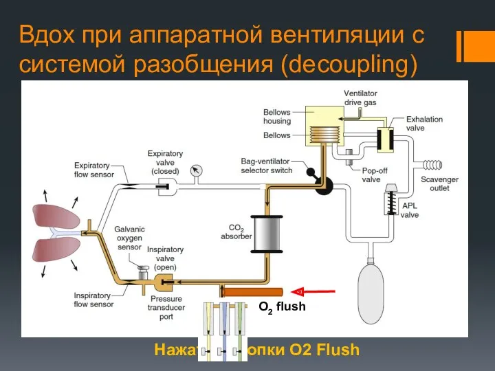 Вдох при аппаратной вентиляции с системой разобщения (decoupling) Нажатие кнопки O2 Flush Drager O2 flush