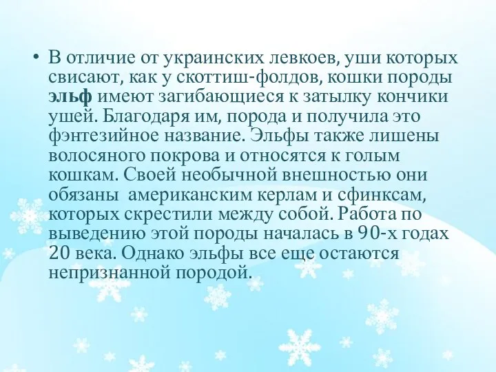 В отличие от украинских левкоев, уши которых свисают, как у