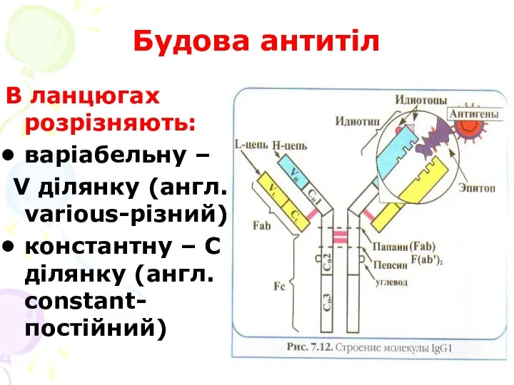 Будова антитіл В ланцюгах розрізняють: варіабельну – V ділянку (англ. various-різний) константну –