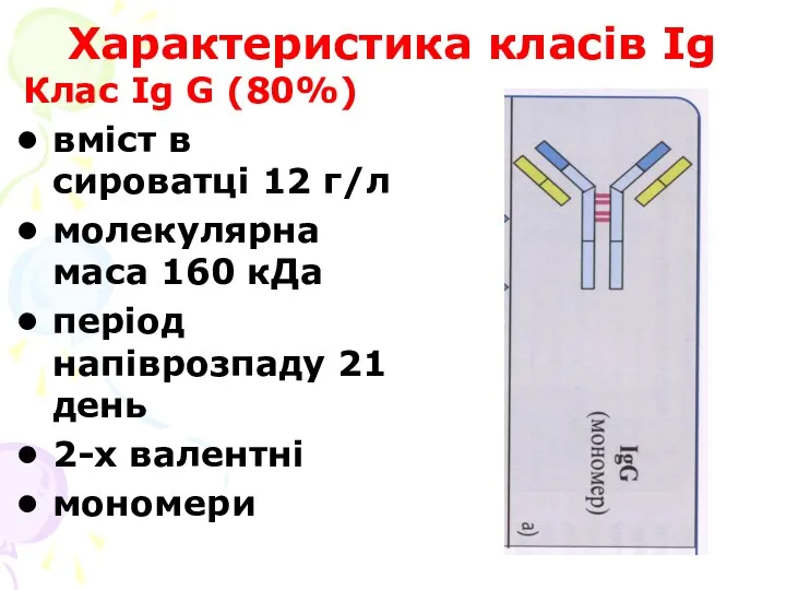Характеристика класів Ig Клас Ig G (80%) вміст в сироватці 12 г/л молекулярна