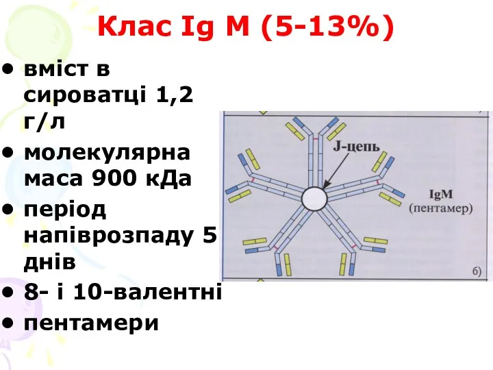 Клас Ig М (5-13%) вміст в сироватці 1,2 г/л молекулярна маса 900 кДа
