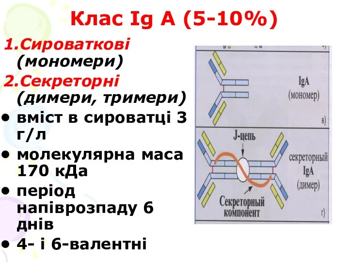 Клас Ig А (5-10%) 1.Сироваткові (мономери) 2.Секреторні (димери, тримери) вміст