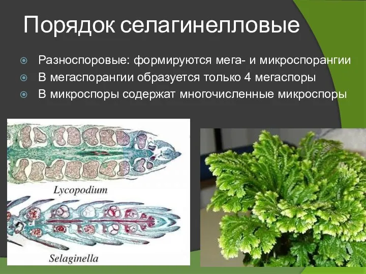 Порядок селагинелловые Разноспоровые: формируются мега- и микроспорангии В мегаспорангии образуется