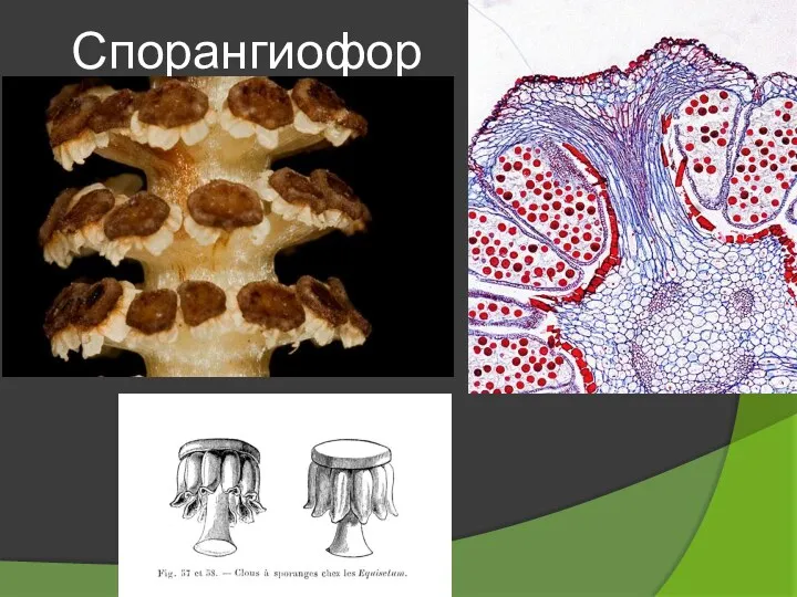 Спорангиофор