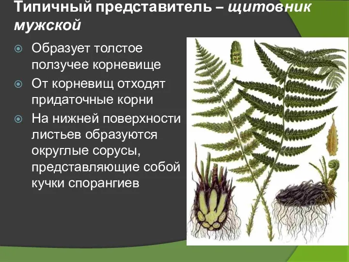 Типичный представитель – щитовник мужской Образует толстое ползучее корневище От