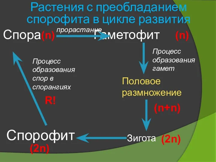 Спора Гаметофит прорастание Половое размножение Процесс образования гамет Зигота Спорофит