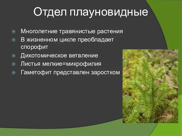 Многолетние травянистые растения В жизненном цикле преобладает спорофит Дихотомическое ветвление