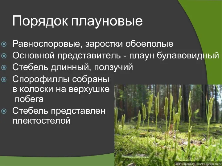 Порядок плауновые Равноспоровые, заростки обоеполые Основной представитель - плаун булавовидный