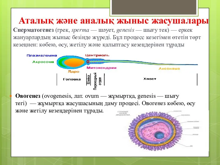 Аталық және аналық жыныс жасушалары Сперматогенез (грек, sperma — шәует, genesis — шығу
