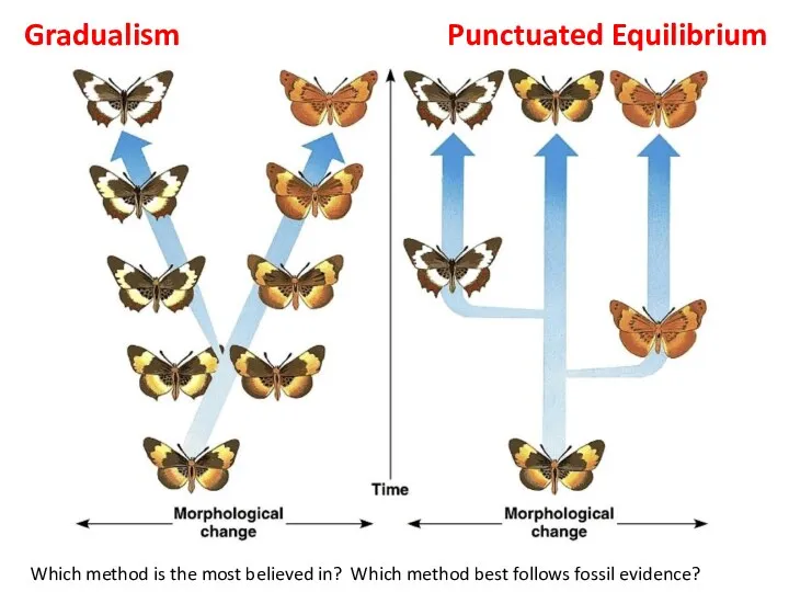 Gradualism Punctuated Equilibrium Which method is the most believed in? Which method best follows fossil evidence?