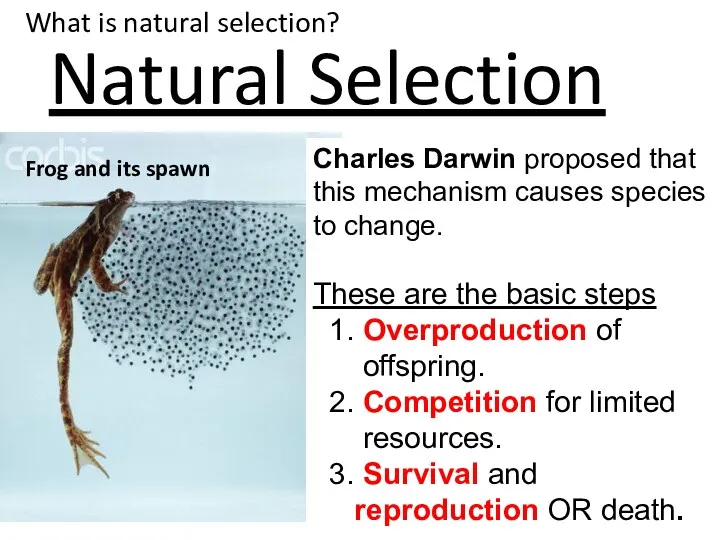 Natural Selection Frog and its spawn Charles Darwin proposed that