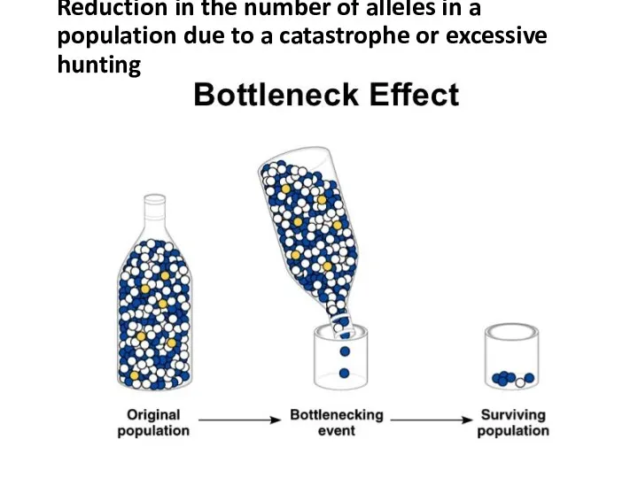 Reduction in the number of alleles in a population due to a catastrophe or excessive hunting