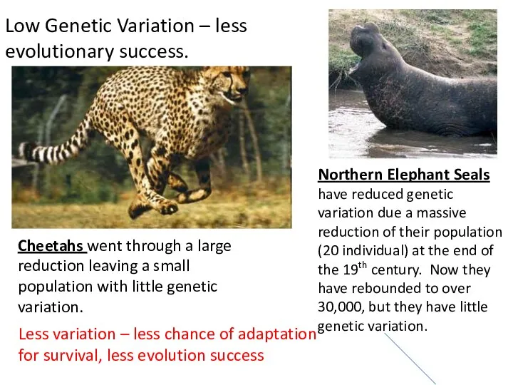 Northern Elephant Seals have reduced genetic variation due a massive