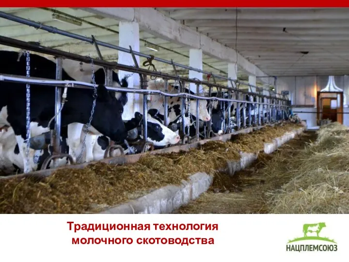 Традиционная технология молочного скотоводства