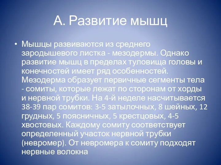 А. Развитие мышц Мышцы развиваются из среднего зародышевого листка -