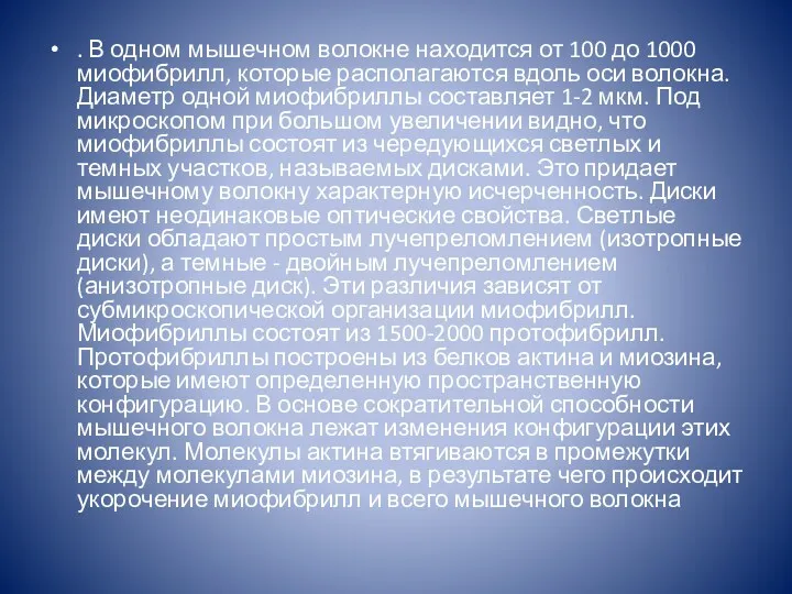 . В одном мышечном волокне находится от 100 до 1000