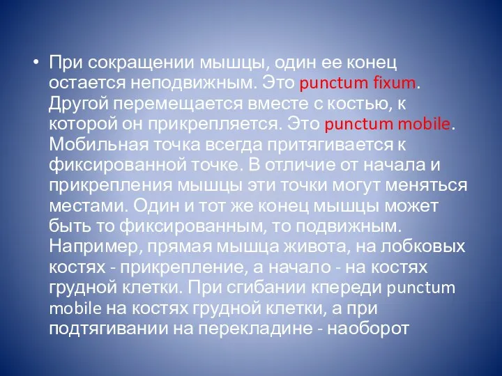 При сокращении мышцы, один ее конец остается неподвижным. Это punctum