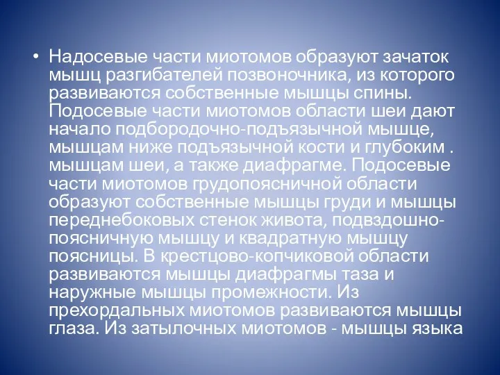 Надосевые части миотомов образуют зачаток мышц разгибателей позвоночника, из которого