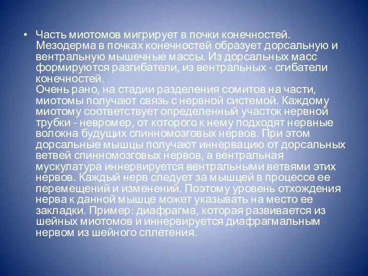 Часть миотомов мигрирует в почки конечностей. Мезодерма в почках конечностей