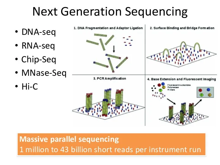 Next Generation Sequencing DNA-seq RNA-seq Chip-Seq MNase-Seq Hi-C Massive parallel sequencing 1 million