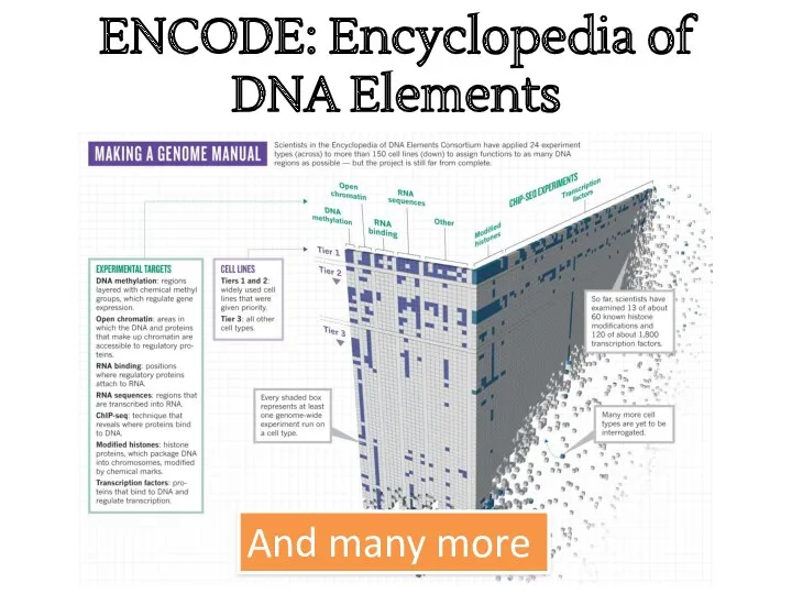 ENCODE: Encyclopedia of DNA Elements And many more