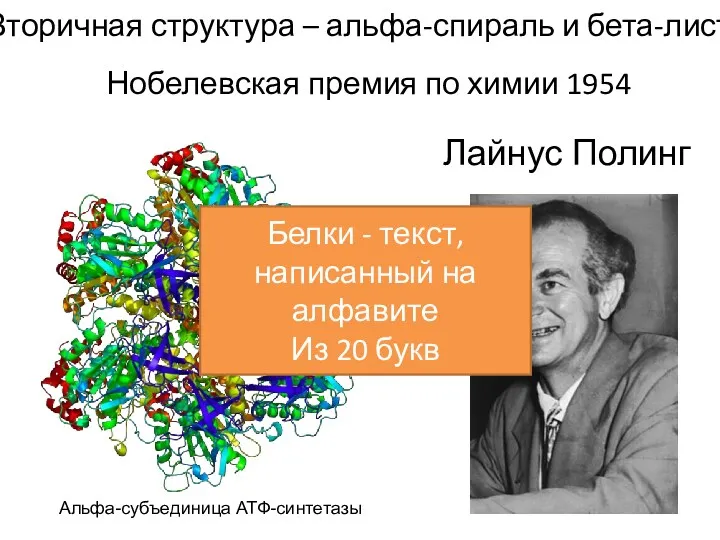Альфа-субъединица АТФ-синтетазы Лайнус Полинг Нобелевская премия по химии 1954 Вторичная структура – альфа-спираль