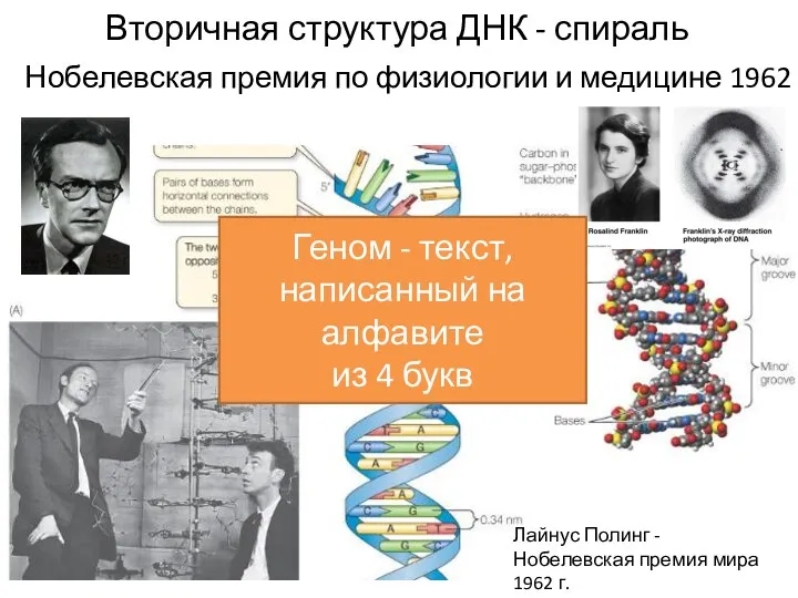 Нобелевская премия по физиологии и медицине 1962 Вторичная структура ДНК - спираль Лайнус