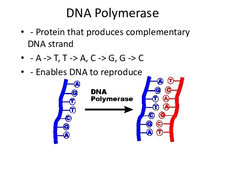 DNA Polymerase - Protein that produces complementary DNA strand - A -> T,