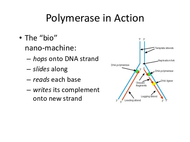 Polymerase in Action The “bio” nano-machine: hops onto DNA strand slides along reads