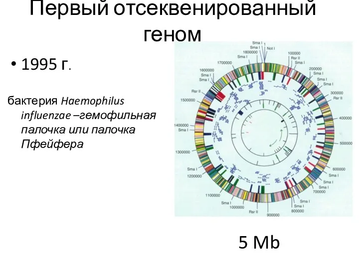 Первый отсеквенированный геном 1995 г. бактерия Haemophilus influenzae –гемофильная палочка или палочка Пфейфера 5 Mb