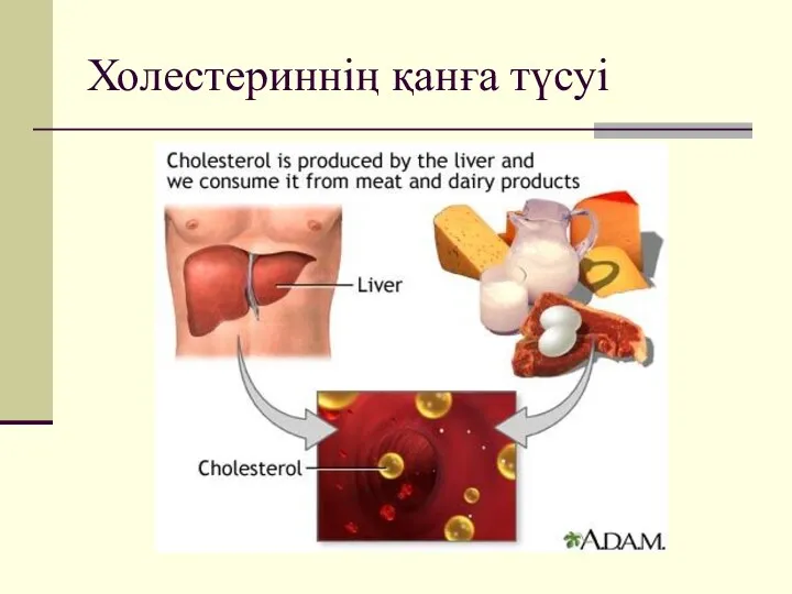 Холестериннің қанға түсуі