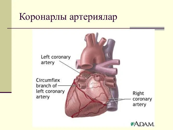 Коронарлы артериялар