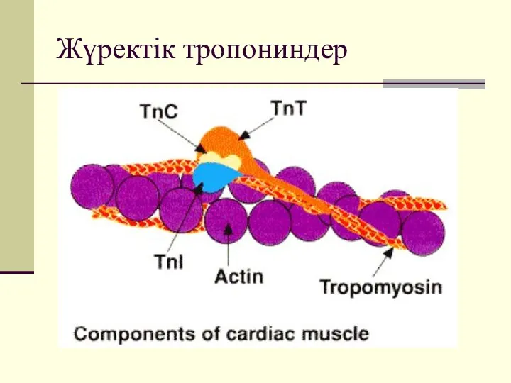 Жүректік тропониндер