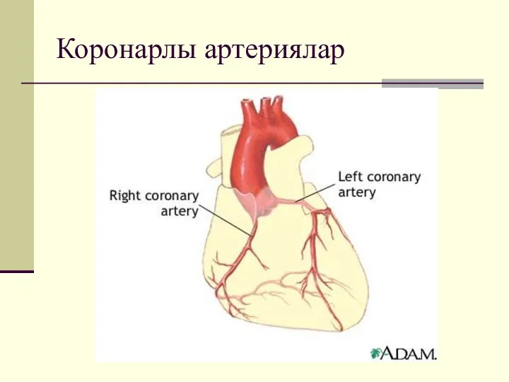 Коронарлы артериялар