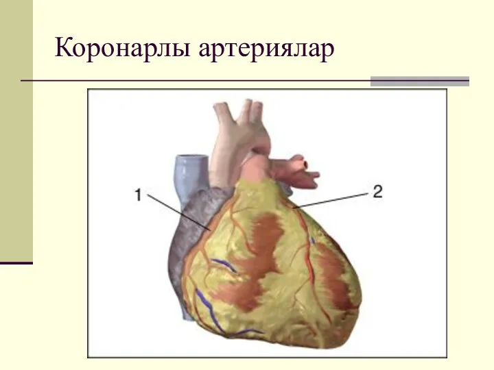 Коронарлы артериялар