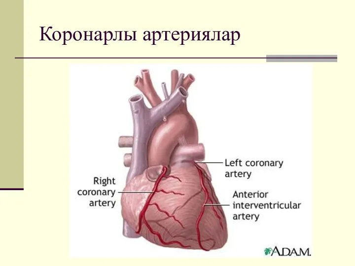 Коронарлы артериялар