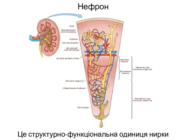 Нефрон Це структурно-функціональна одиниця нирки