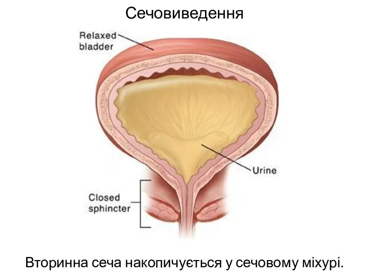 Сечовиведення Вторинна сеча накопичується у сечовому міхурі.