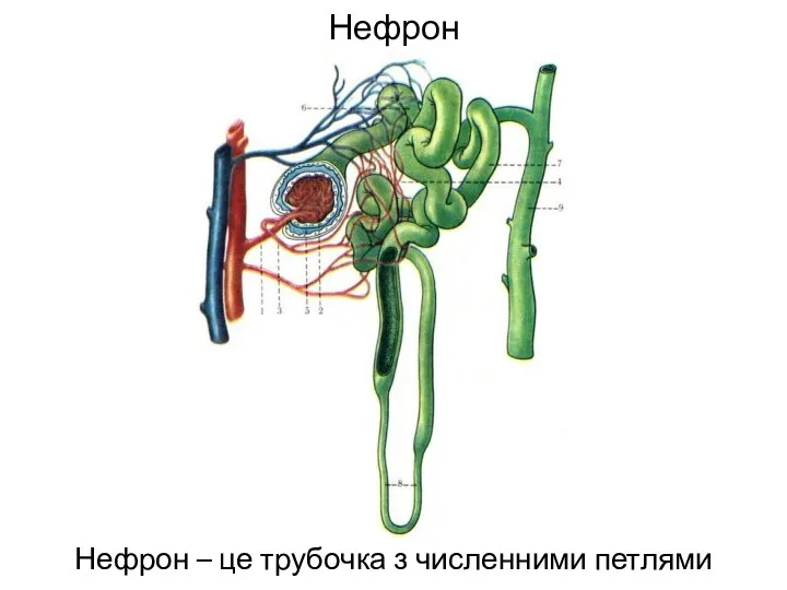 Нефрон Нефрон – це трубочка з численними петлями