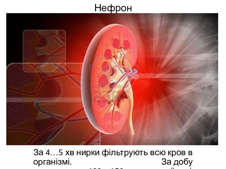 Нефрон За 4…5 хв нирки фільтрують всю кров в організмі.