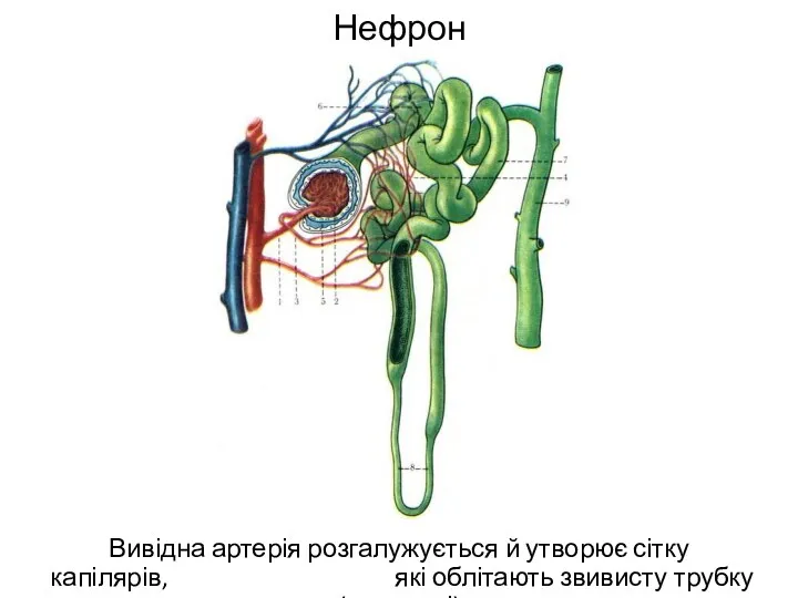 Нефрон Вивідна артерія розгалужується й утворює сітку капілярів, які облітають звивисту трубку (канальці)
