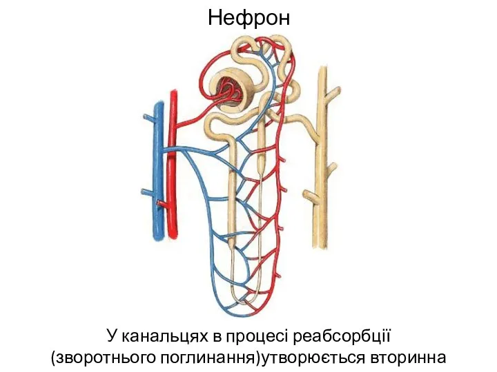 Нефрон У канальцях в процесі реабсорбції (зворотнього поглинання)утворюється вторинна сеча
