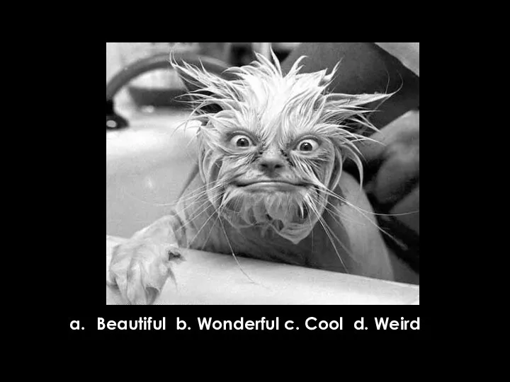 Beautiful b. Wonderful c. Cool d. Weird