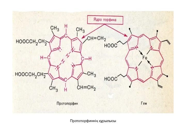 Протопорфиннің құрылысы