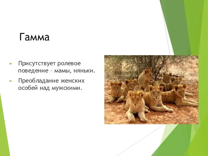 Гамма Присутствует ролевое поведение – мамы, няньки. Преобладание женских особей над мужскими.