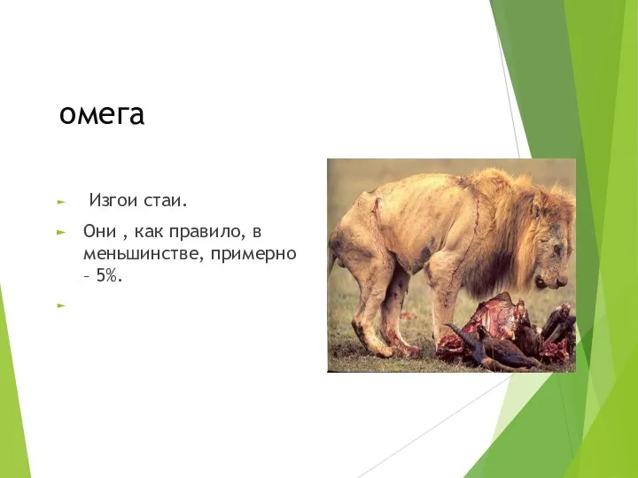 омега Изгои стаи. Они , как правило, в меньшинстве, примерно – 5%.